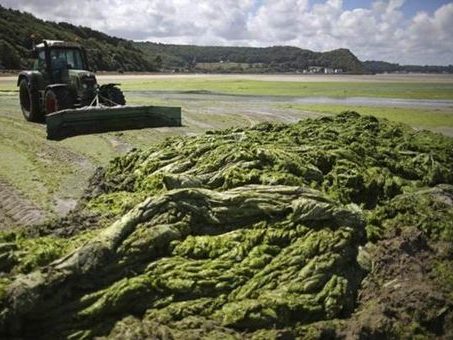 L'Etat jugé responsable de la mort d'un cheval à cause d'algues vertes• Crédits : Reuters