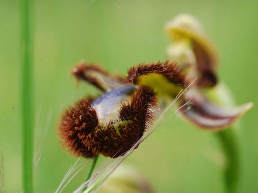 L'orchidée "Ophrys miroir"