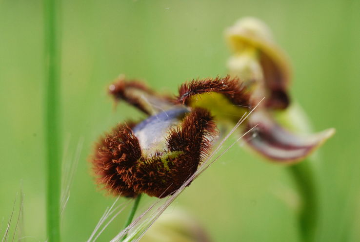 L'orchidée "Ophrys miroir"• Crédits : Vincent Sennes